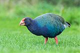 South Island Takahe